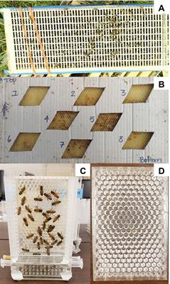 Access to prairie pollen affects honey bee queen fecundity in the field and lab